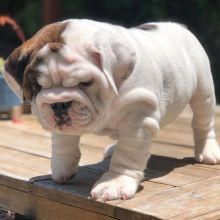 English bulldog FOR REHOME (jevissmith@gmail.com)