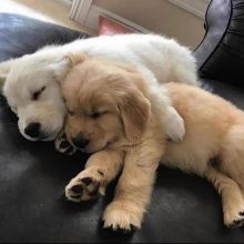 Golden retriever PUPPIES ( kellabriggs89@gmail.com)