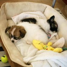 HOME TRAINED Papillon (ernestpath78@gmail.com)