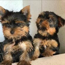 TEACUP Yorkie (wilsongreat59@gmail.com)