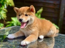 WELL TRAINED SHIBA INU PUPPIES. email ( peteralex65020@gmail.com)