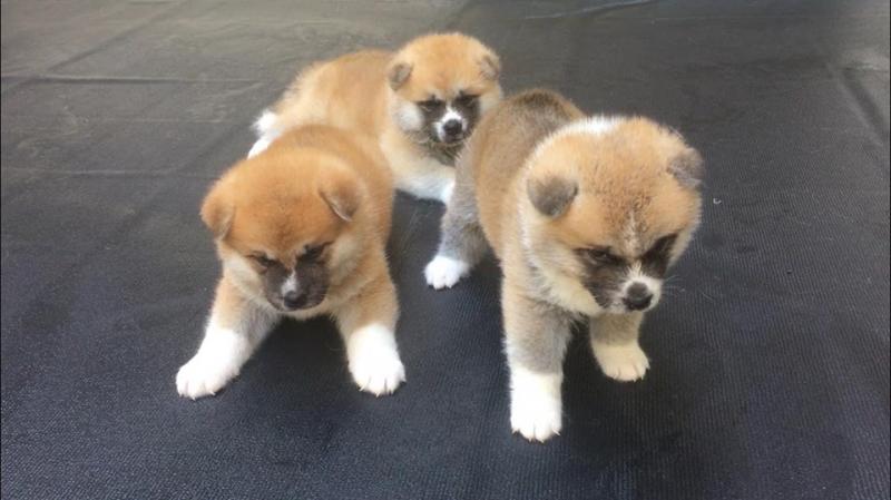 Akita Inu Puppies - Updated On All Shots Available For Rehoming Image eClassifieds4u