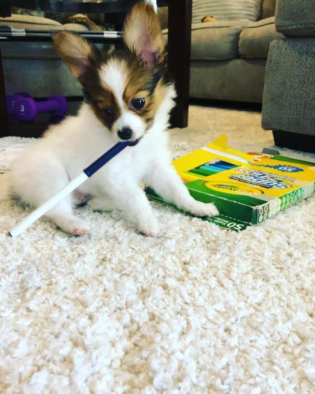 HOME TRAINED Papillon (ernestpath78@gmail.com) Image eClassifieds4u