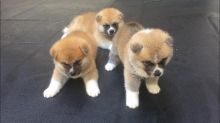 Akita Inu Puppies - Updated On All Shots Available For Rehoming Image eClassifieds4U