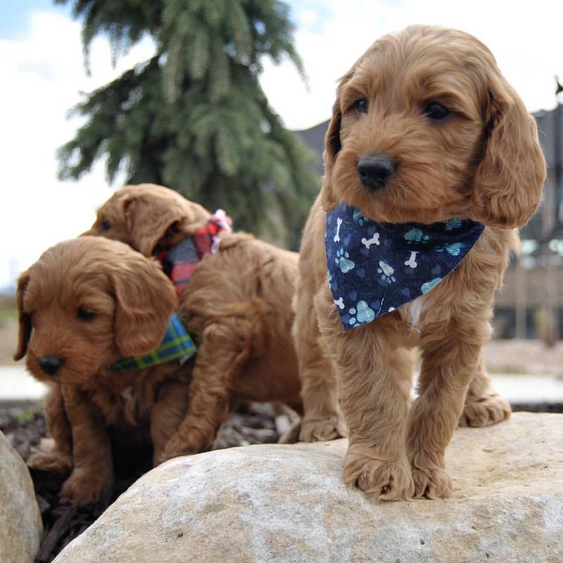 sweet caVApoo puppies for adoption email (chenwibobo@gmail.com) Image eClassifieds4u