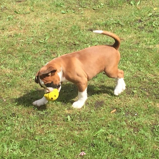 BOXER PUPPIES ARE READY TO GO TO THEIR NEW HOMES FOR ADOPTION. (kendrickkings40@gmail.com) Image eClassifieds4u