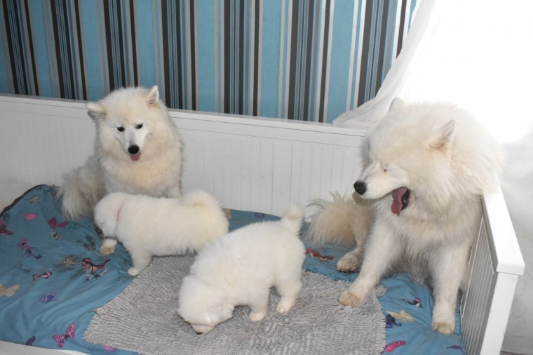 cute Samoyed Male and Female Puppies For Adoption thomasliam331@gmail.com Image eClassifieds4u