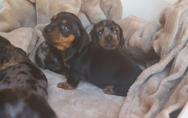 Dachshund Puppies For Adoption (smithaiden723@gmail.com) Image eClassifieds4u