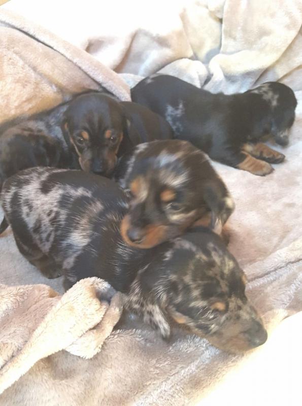 Dachshund Puppies For Adoption (smithaiden723@gmail.com) Image eClassifieds4u