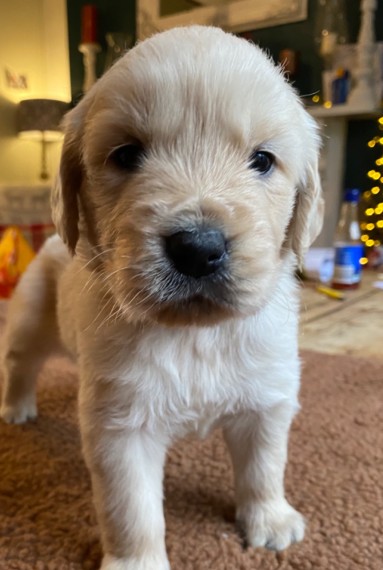 Golden Retrievers Puppies For Adoption (lucasliamlucas@gmail.com) Image eClassifieds4u