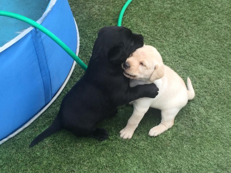 Lovely Labrador Puppies For Adoption (aronjayaron@gmail.com) Image eClassifieds4u