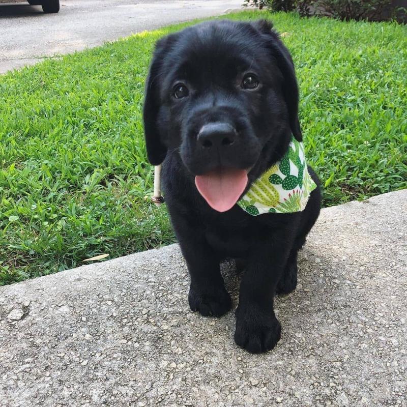 Lovely Labrador Puppies For Adoption (aronjayaron@gmail.com) Image eClassifieds4u