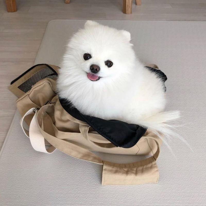 POMERANIAN PUPPIES AVAILABLE[angelaria130@gmail.com ] Image eClassifieds4u