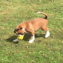 BOXER PUPPIES ARE READY TO GO TO THEIR NEW HOMES FOR ADOPTION. (kendrickkings40@gmail.com)