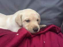 Lovely Labrador Puppies For Adoption (aronjayaron@gmail.com)