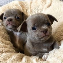 outstanding chihuahua Puppies Are Available (arielmile36@gmail.com)
