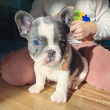 French Bulldog Puppies Ready For Their New Home (bensilas75@gmail.com)