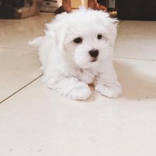 Two Maltese Puppies ready for a new home. (tylerjame00gmail.com)