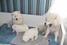 cute Samoyed Male and Female Puppies For Adoption thomasliam331@gmail.com Image eClassifieds4U