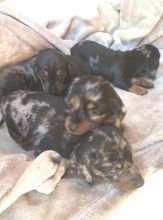 Dachshund Puppies For Adoption (smithaiden723@gmail.com) Image eClassifieds4u 3