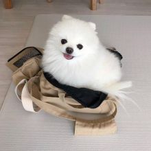 POMERANIAN PUPPIES AVAILABLE[angelaria130@gmail.com ] Image eClassifieds4U