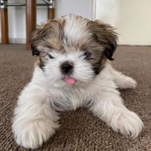 Sweet Shih Tzu Puppies Male And Female Puppies For Adoption(goldjames815@gmail.com)_ Image eClassifieds4u 2