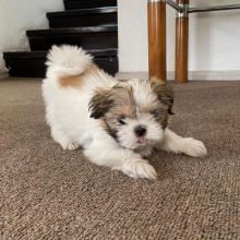 Sweet Shih Tzu Puppies Male And Female Puppies For Adoption(goldjames815@gmail.com)_ Image eClassifieds4u 1