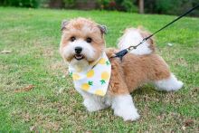 WONDERFUL HAVANESE PUPPIES READY FOR THEIR NEW HOME (kgraykevin0@gmail.com) Image eClassifieds4u 1