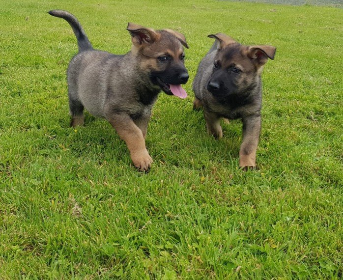 MALE AND FEMALE GERMAN SHEPHERD PUPPIES AVAILABLE [ richardmiles0101@gmail.com ] Image eClassifieds4u