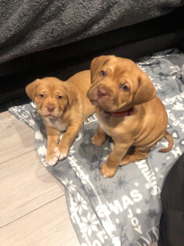 Dogue De Bordeaux Puppies - Updated On All Shots Available For Rehoming Image eClassifieds4u