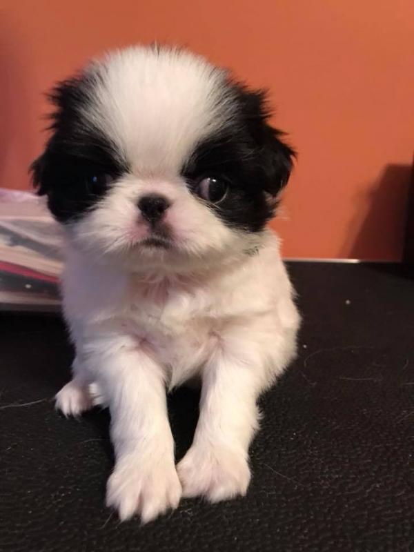 Japanese Chin Puppies - Updated On All Shots Available For Rehoming Image eClassifieds4u