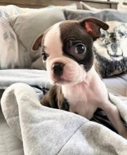 Boston Terrier Puppies - Updated On All Shots Available For Rehoming Image eClassifieds4u 1
