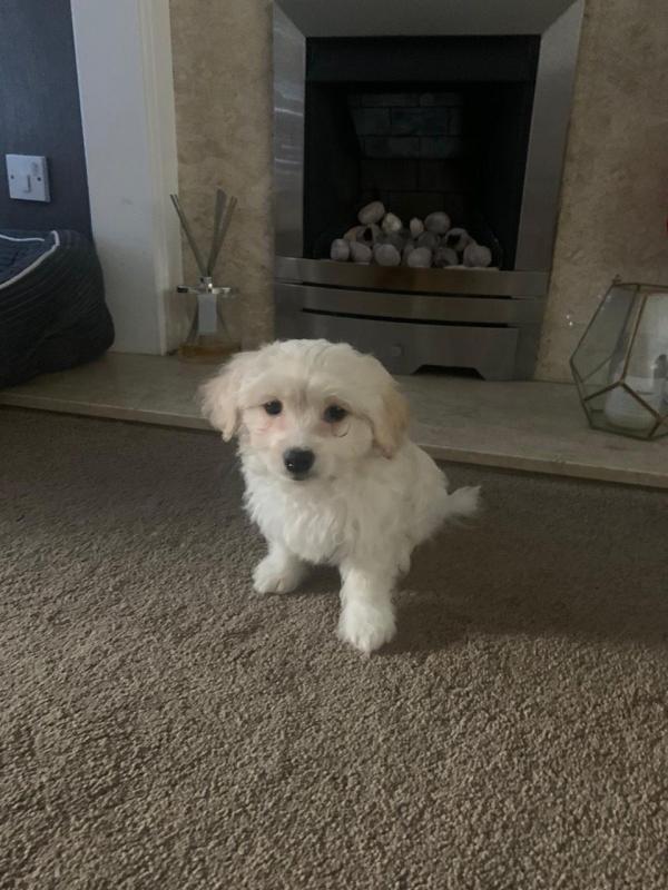 Maltese Puppies - Updated On All Shots Available For Rehoming Image eClassifieds4u