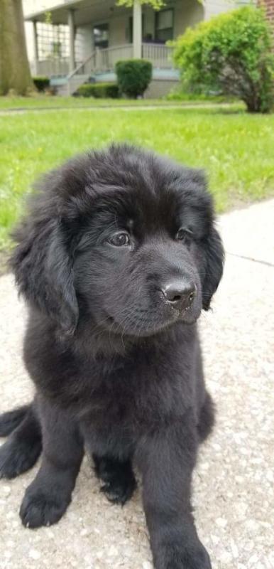 Newfoundland Puppies - Updated On All Shots Available For Rehoming Image eClassifieds4u