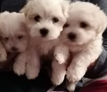 Absolutely Friendly Maltese Puppies email me via merrymaltesepuppies@gmail.com