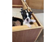 Boston Terrier Puppies For New Homes