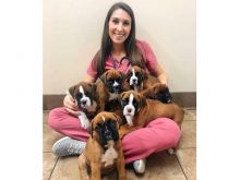 Boxer Puppies For free Adoption