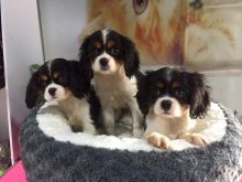 Cavalier King Charles puppies for adoption
