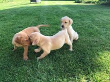Labrador Retriever puppies for re homing contact ( kaileynarinder31@gmail.com )
