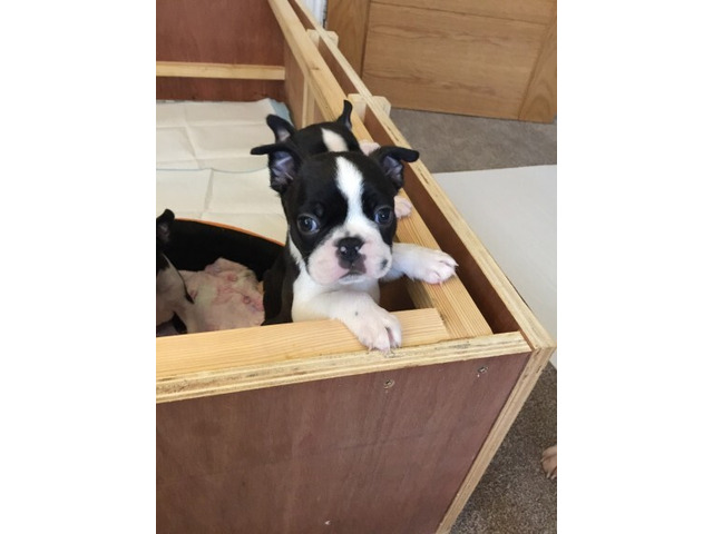 Boston Terrier Puppies For New Homes contact at gonzalezvldmr@gmail com Image eClassifieds4u