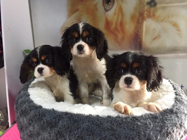 Cavalier King Charles puppies for adoption Image eClassifieds4u