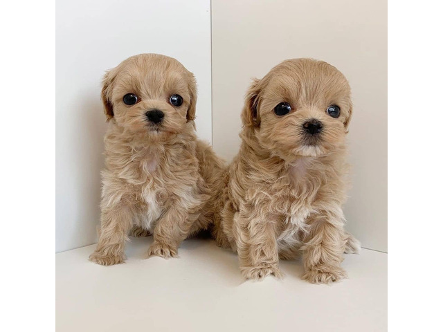 Cavapoo Puppies For Rehoming Image eClassifieds4u