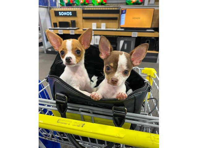 Chihuahua puppies for Sale Image eClassifieds4u