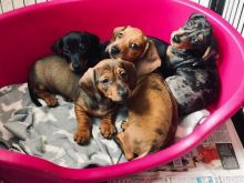 Smooth coat Dachshund Puppies available