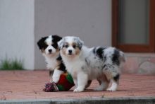 Australian Shepherd Puppies for Rehoming