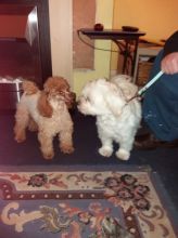 Beautiful Maltipoo puppies Available,