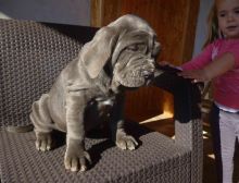 Blue Neapolitan Mastiff puppies Available