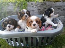 Cavalier king charles spaniel Puppies available