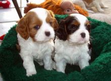 Cavalier king charles spaniel Puppies available
