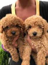 Miniature Poodle Puppies